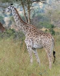 3-Day Pian Upe Game Reserve Thrilling Safari