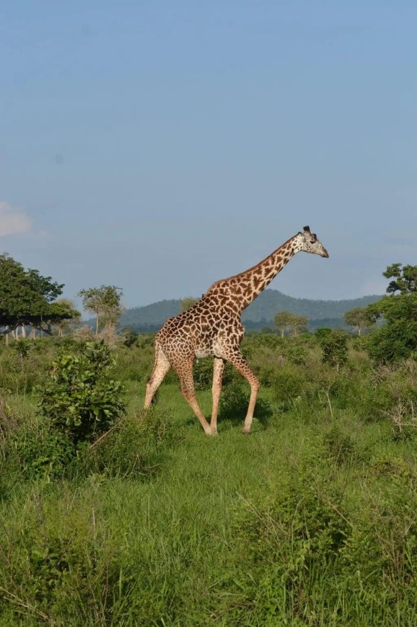 6-Day Northern Circuit Safari Experience in Tanzania