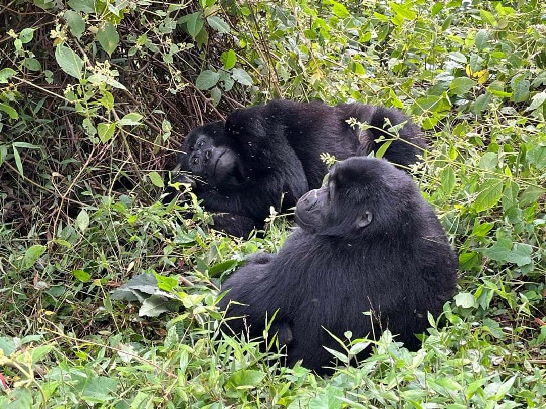 6-Day Uganda Primates Trekking Adventure
