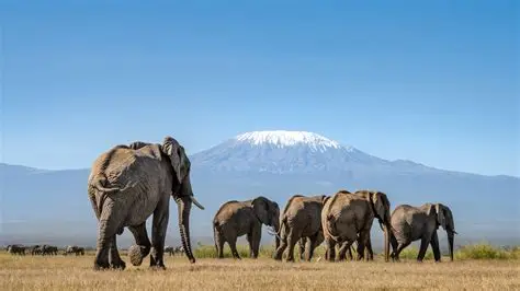 5-Day Amboseli & Tsavo East National Parks