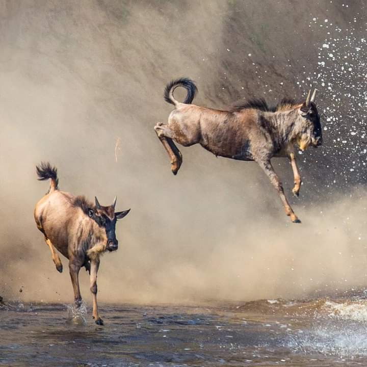 5-Day Tanzania Safari Experience – Serengeti Safari Plains, Ngorongoro Crater & Tarangire Wildlife Tour