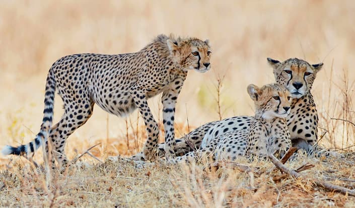 5-Day Luxury Serengeti Migration Safari From Zanzibar