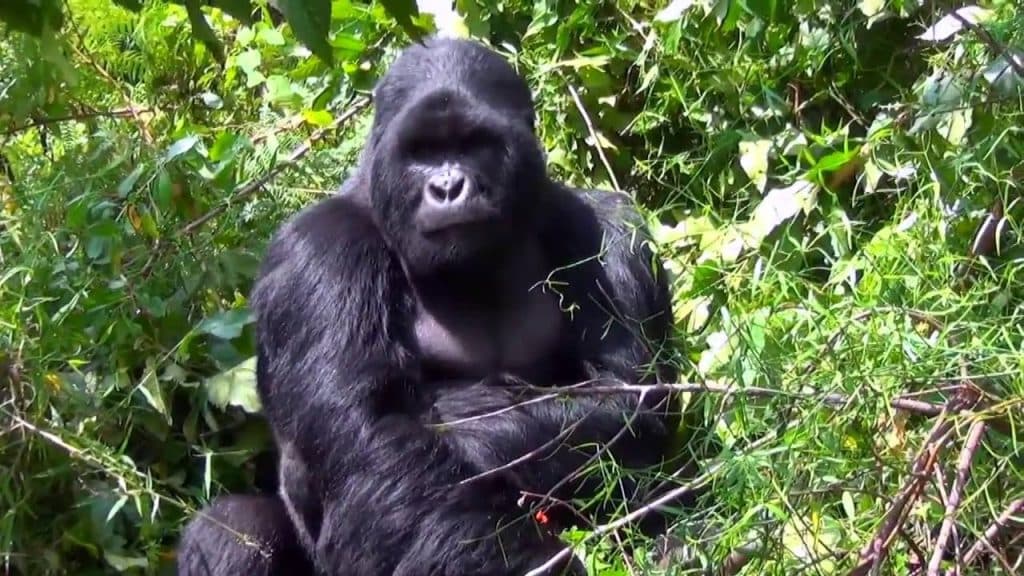 4-Day Gorilla & Golden Monkey Trekking In Mgahinga NP
