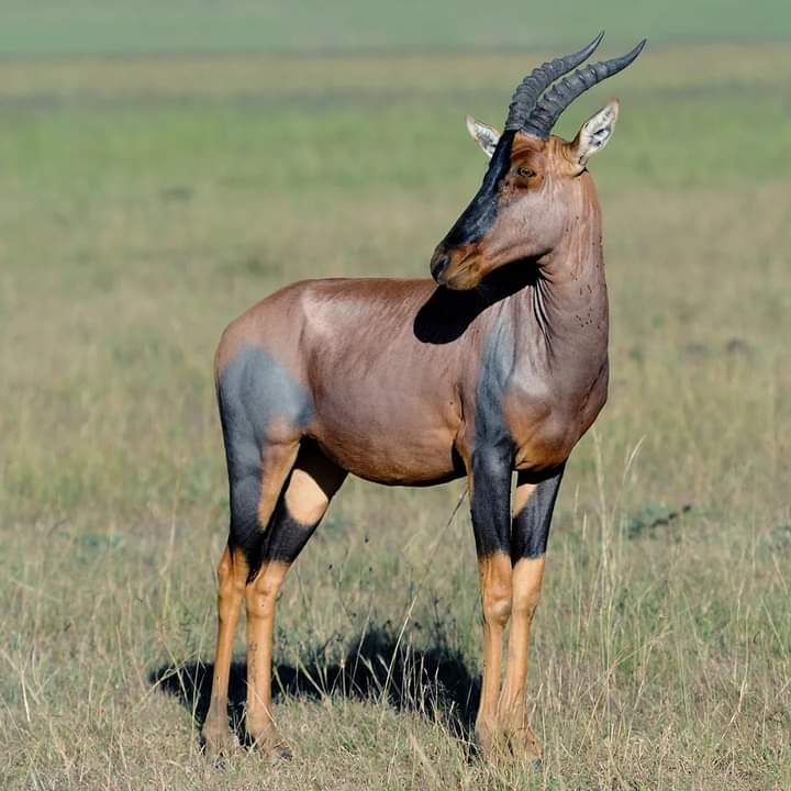5-Day Northern Circuit Explorer Wildlife & Scenic Safari