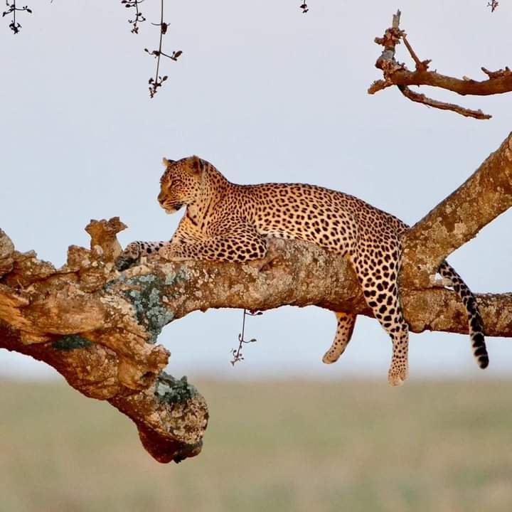 5-Day Northern Circuit Explorer Wildlife & Scenic Safari