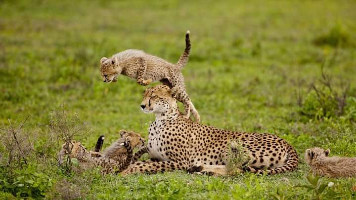7-Day Northern Tanzania Safari & Arusha National Park Explore