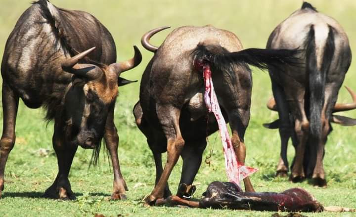7-Day Northern Tanzania Safari & Arusha National Park Explore