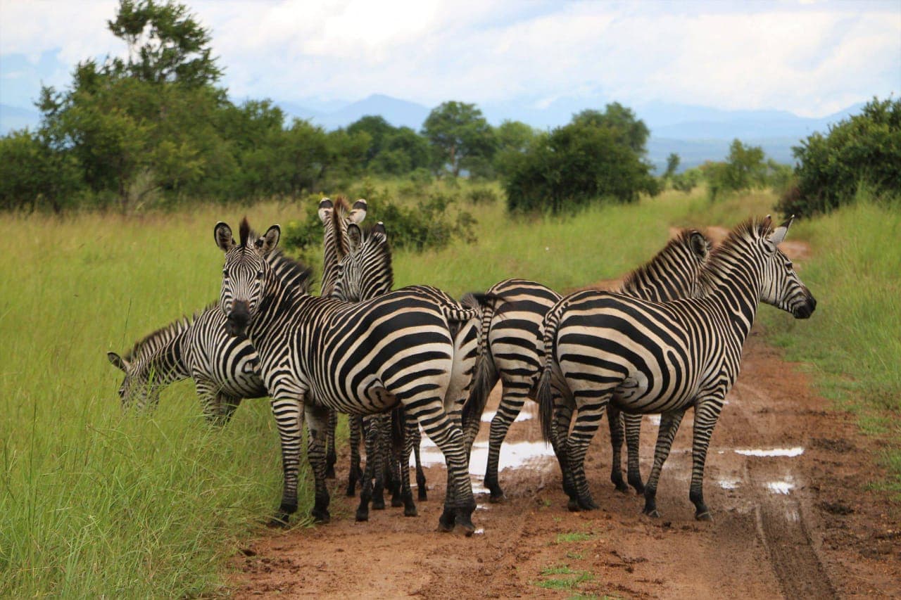 5-Day Northern Circuit Explorer Wildlife & Scenic Safari