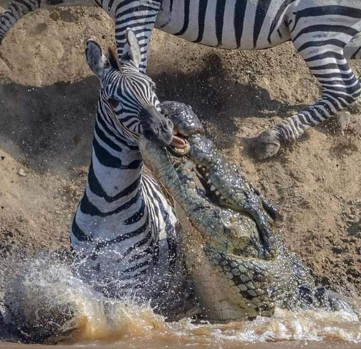 5-Day Northern Circuit Explorer Wildlife & Scenic Safari