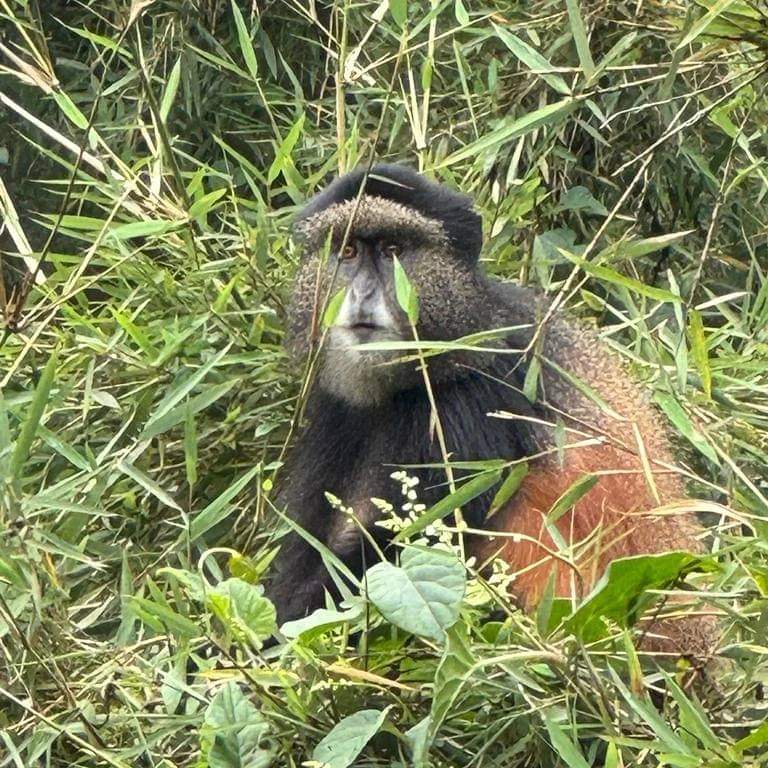 9-Day Rwanda And Kenya Magnificent Budget Safari