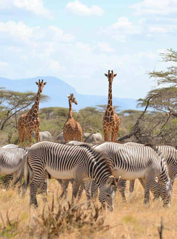 3-Day Thrilling Safari In Samburu National Reserve