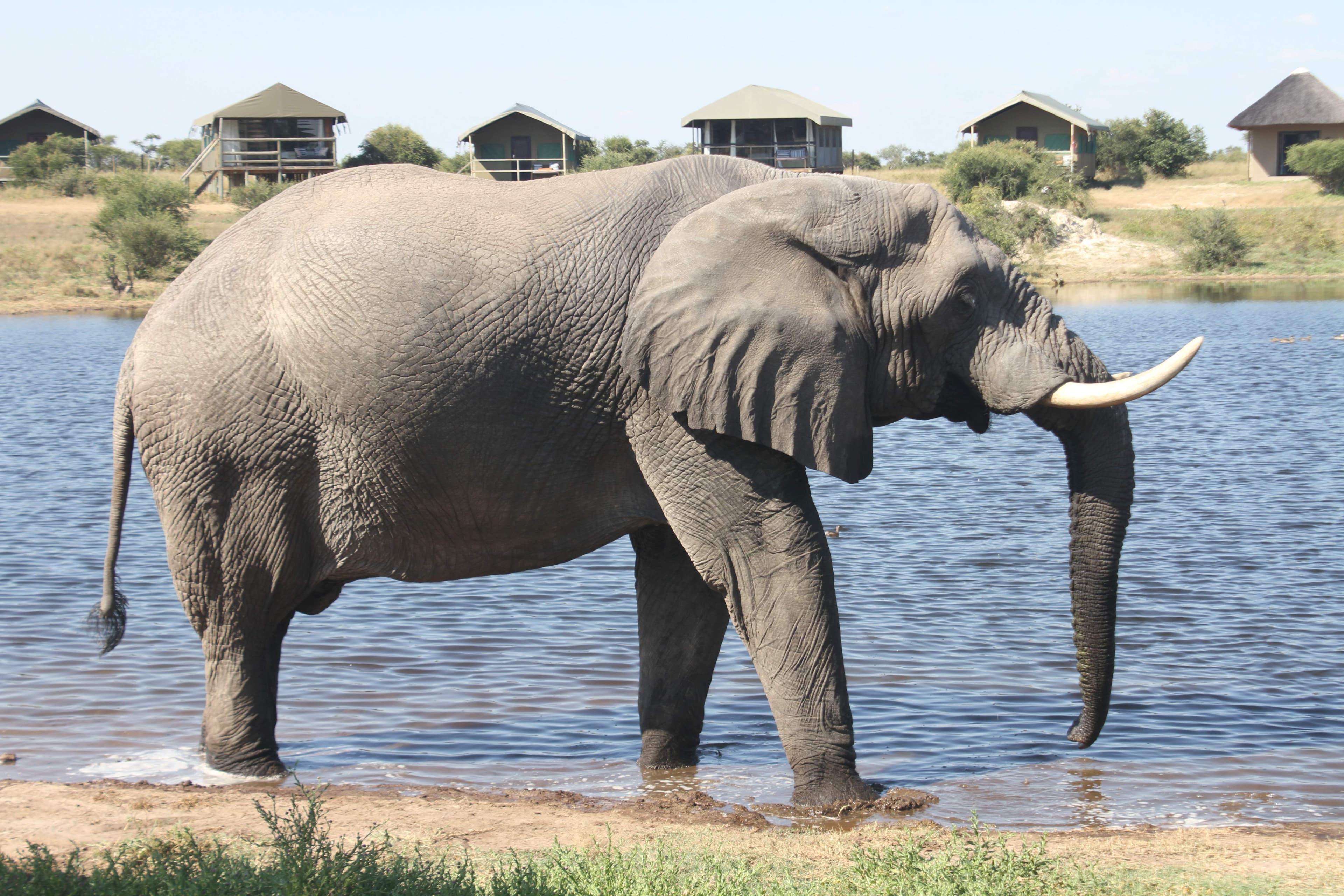 Okavango Delta, Chobe & Victoria Falls: 10-Day Safari