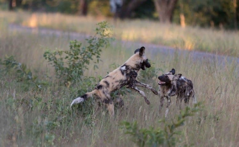 1-Day Hwange Full day Safari Experience