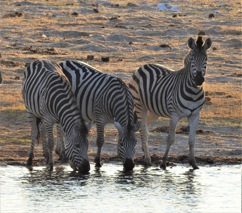 1-Day Hwange Full day Safari Experience