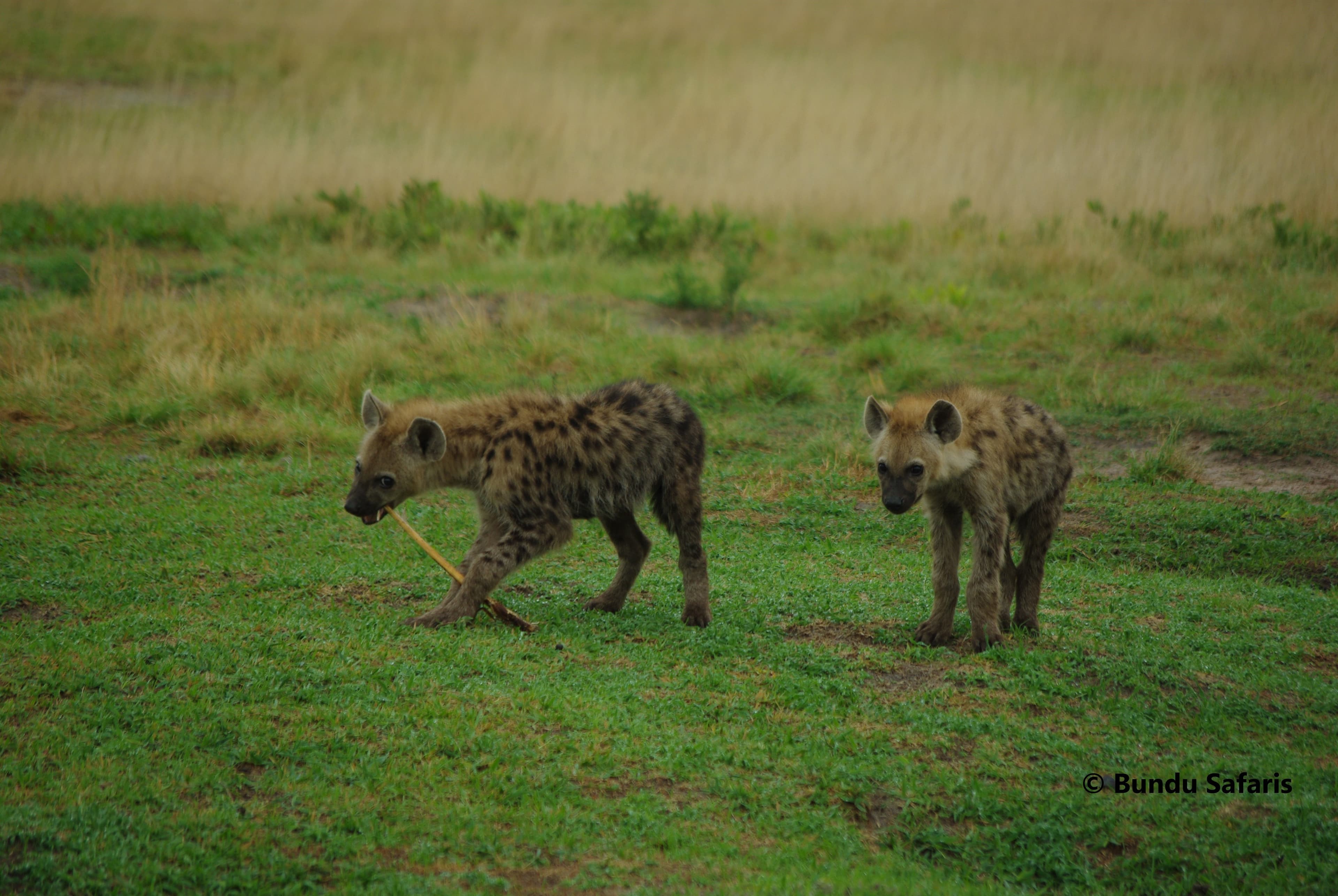 15-Day Liuwa Camping Safari