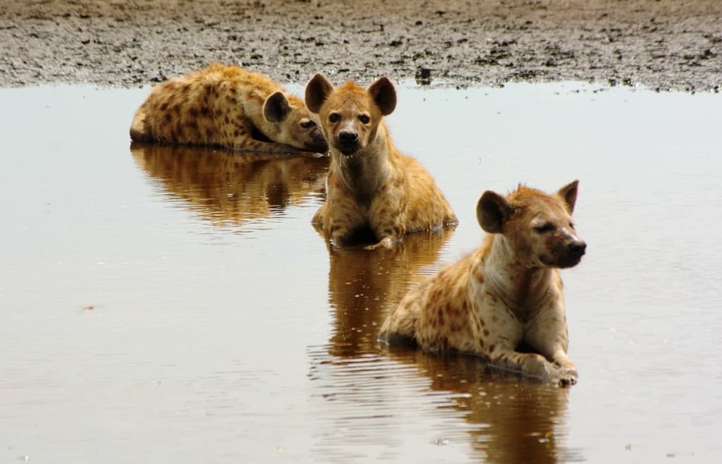15-Day Liuwa Camping Safari