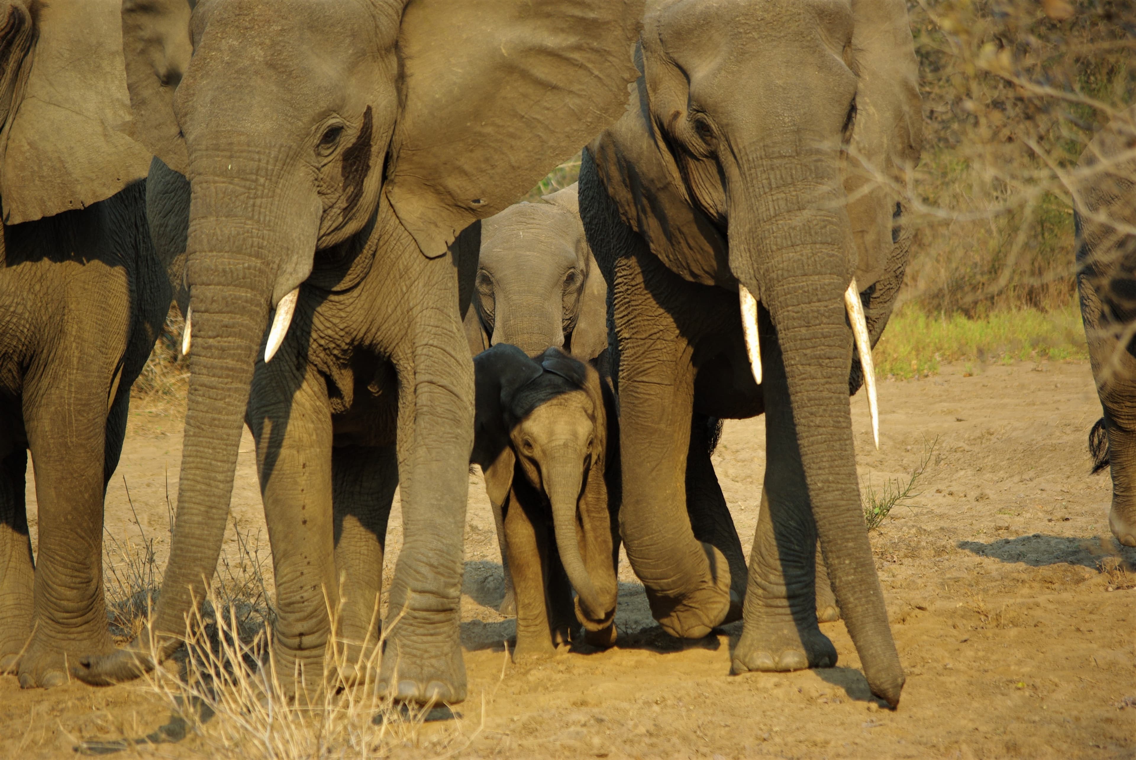15-Day Walking Safari in Zambia