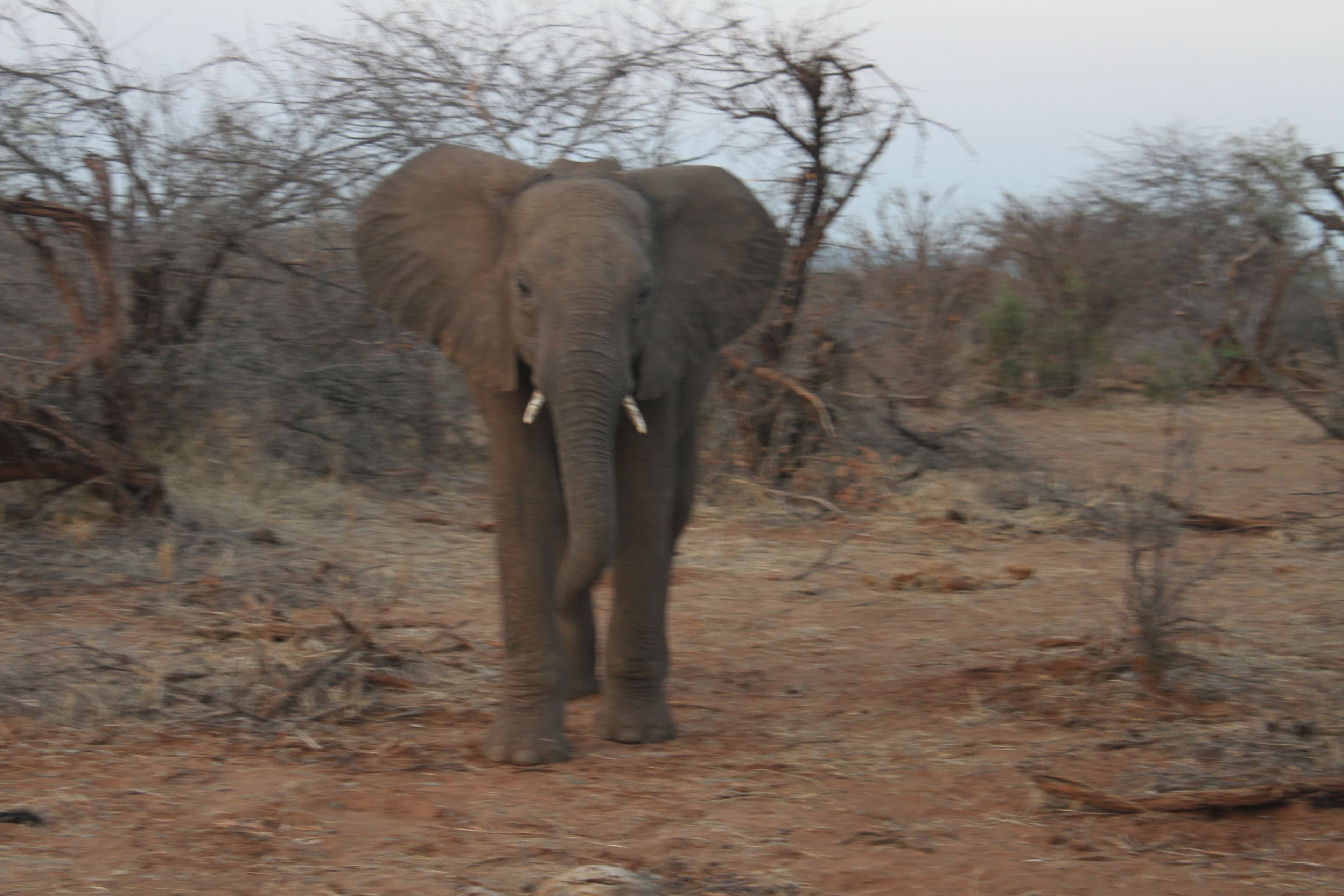 1-Day Victoria Falls national park- 3 hours Game drive