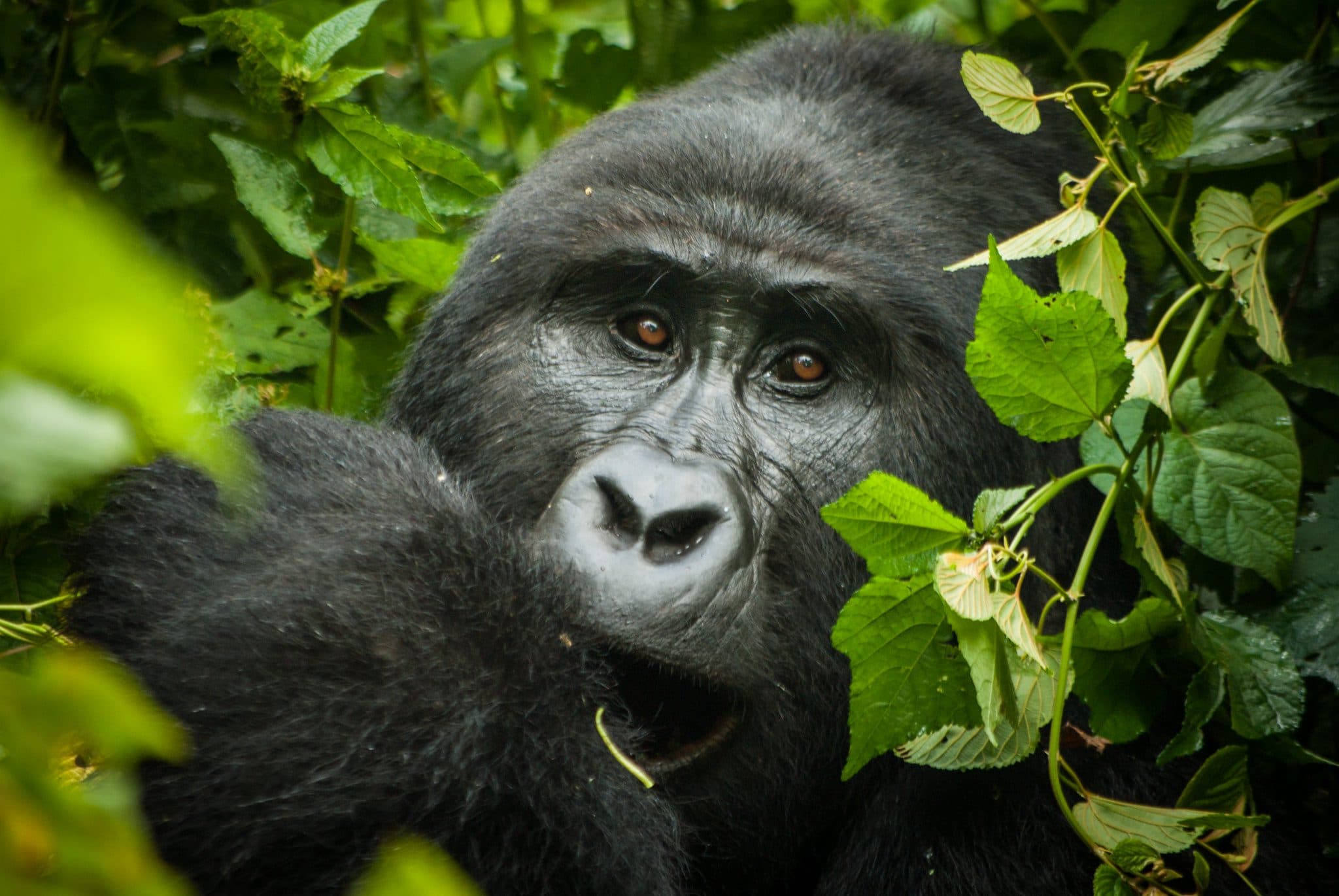 7-Day Uganda Primate Experience and Wildlife safari