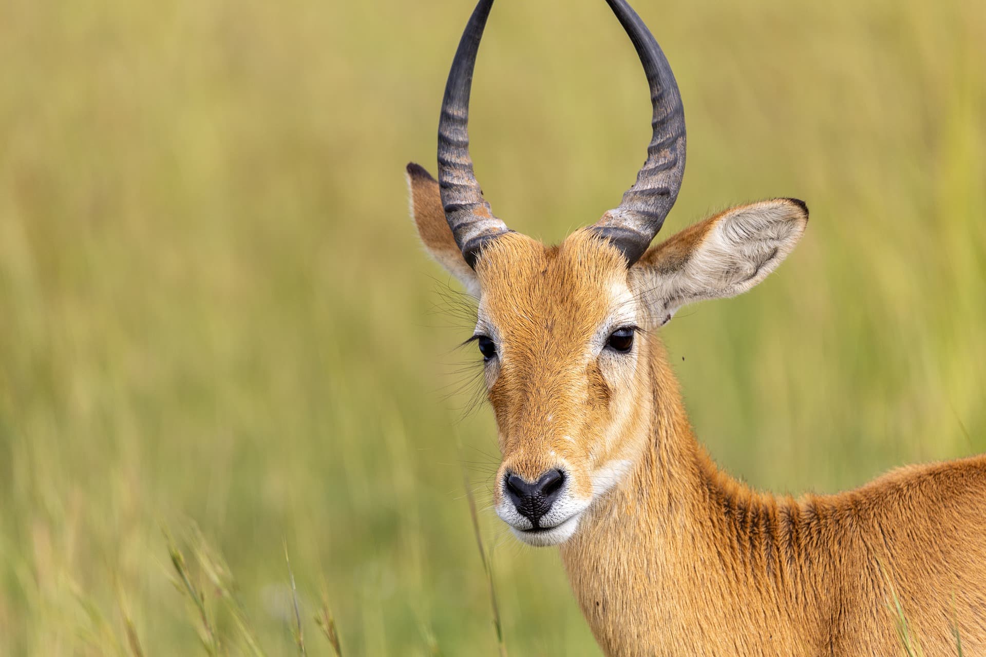 10-Day Uganda Wild life, Primate and Cultural Safari Adventure