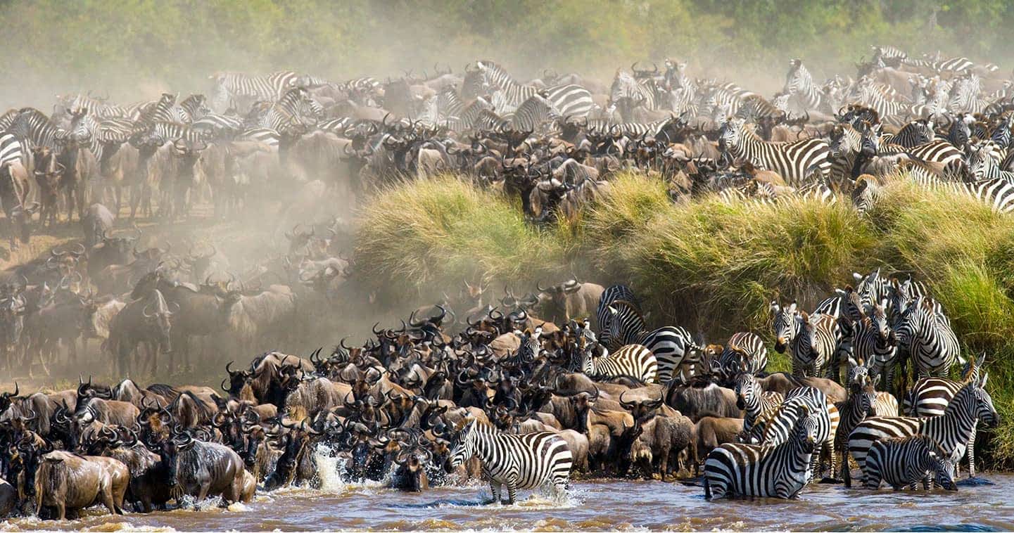 11-Day Gorillas & The Great Migration & Big Five