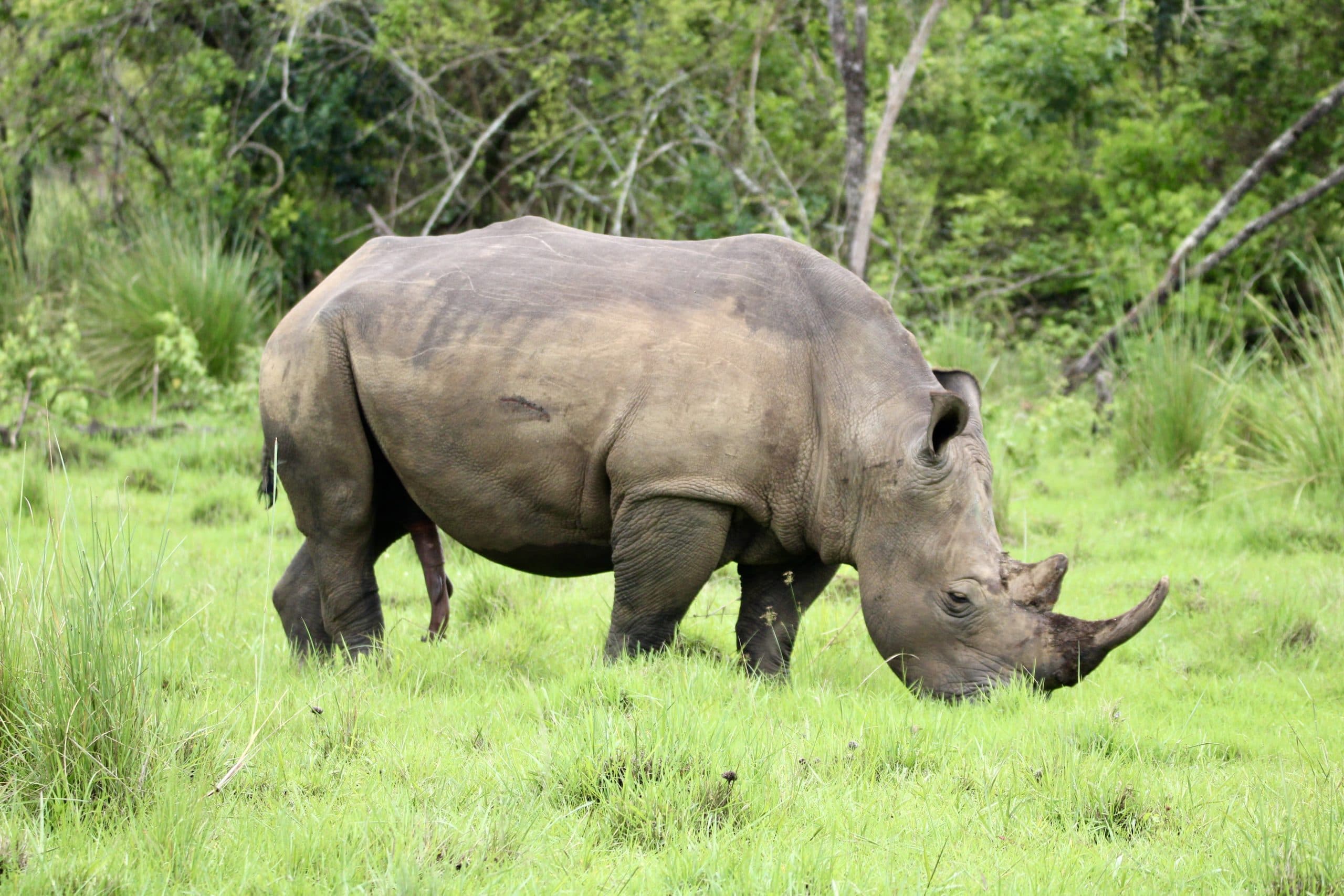 3-Day Uganda Safari Experience