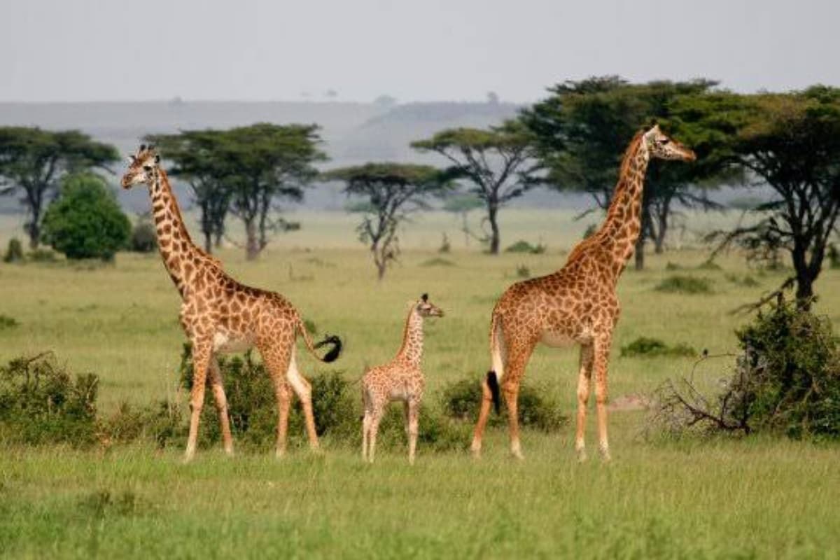 Msumanje Kili Explore