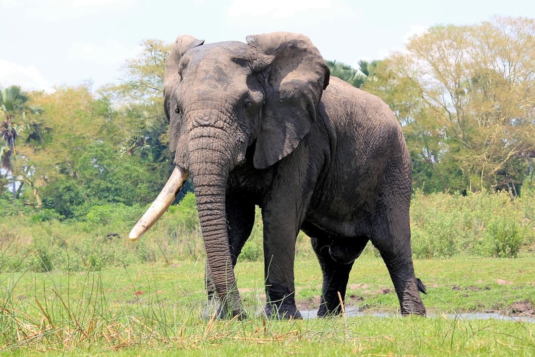 Malawi Safari Packages 2026: 5-Day Tours Under $2,000
