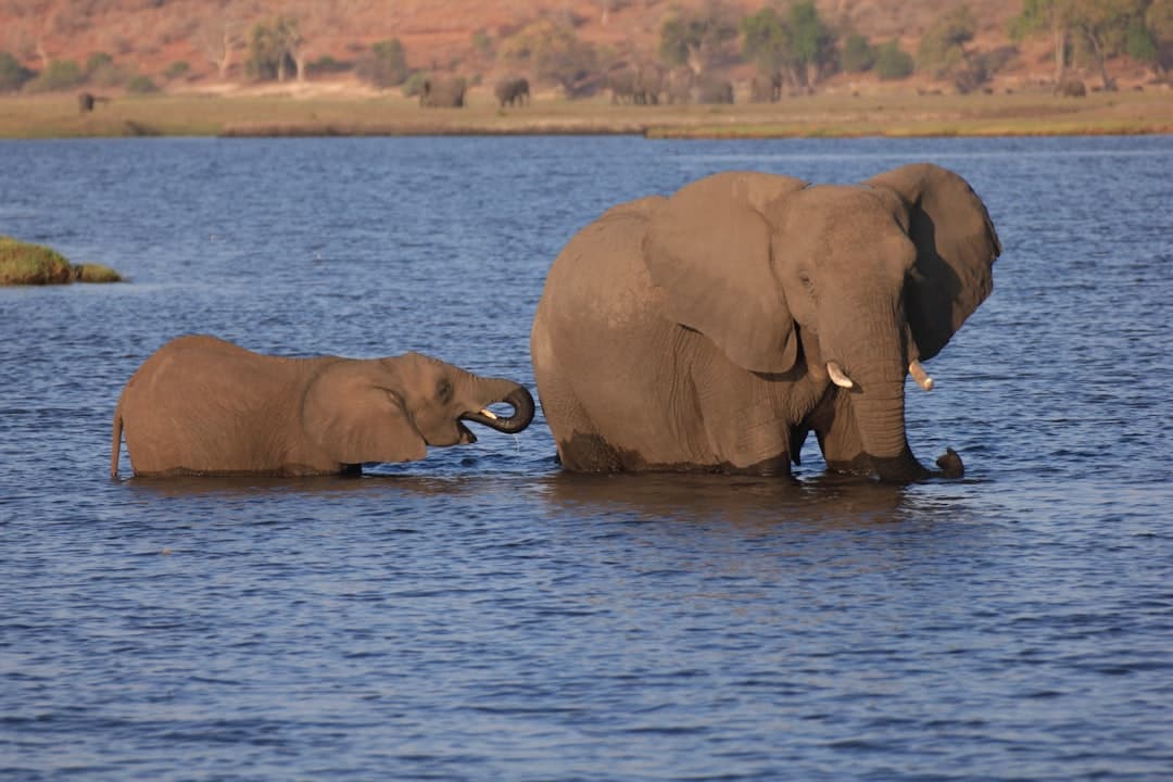 Zambia Safari vs Botswana: Wildlife, Cost & Best Parks 2026