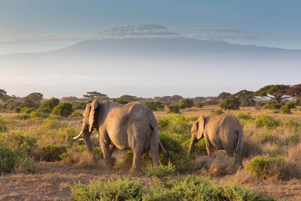 Pilama safaris
