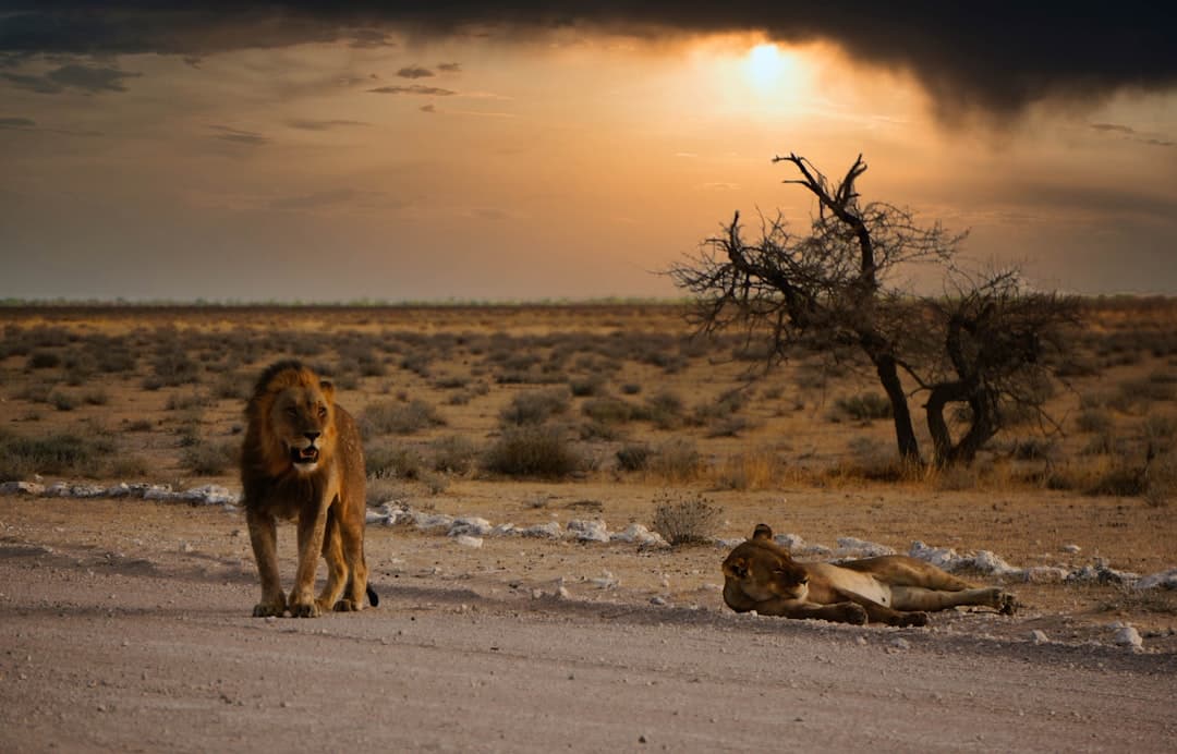 Namibia Safari in May–June 2026: Peak Wildlife & Pricing