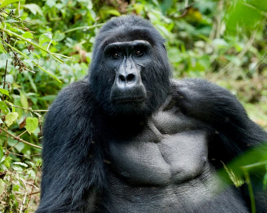 Uganda Gorilla Safari Cost 2026: Trek Prices by Lodge & Season