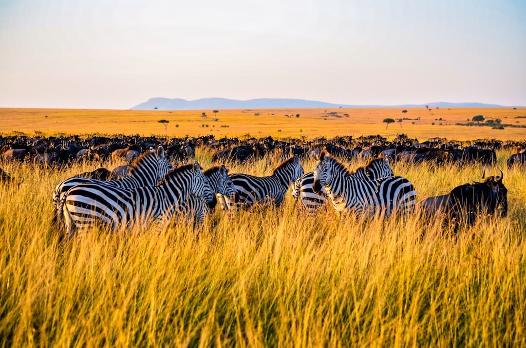 Madagascar Safari vs Kenya: Wildlife, Cost & Which Wins 2026