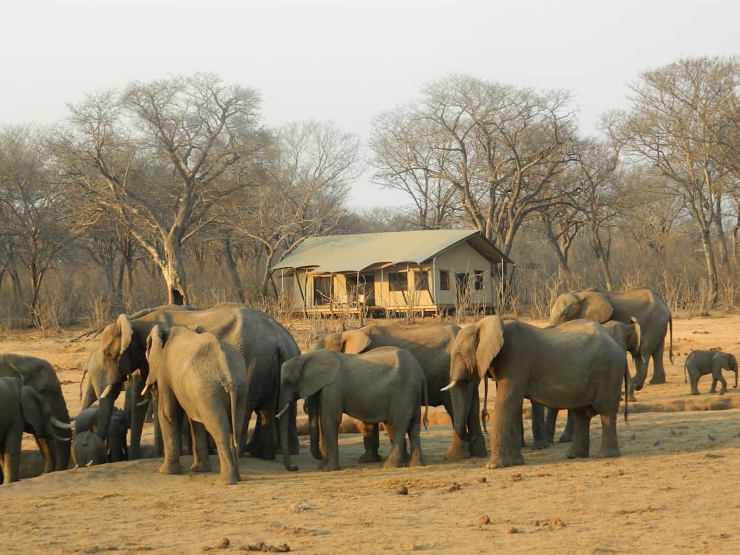 Best Time for Zimbabwe Safari: Park-by-Park Calendar 2026