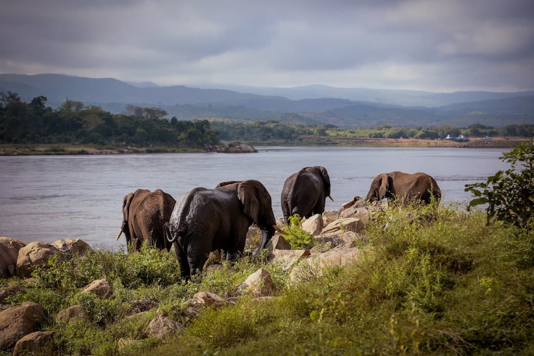 Malawi Safari Lodges 2026: 7 Bases for Every Budget
