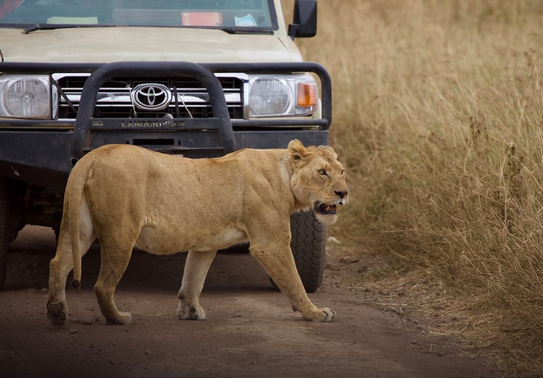 Tanzania Safari 2026: Best Time for Serengeti Wildlife