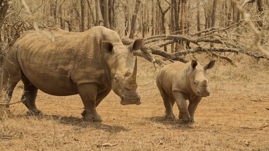 Eswatini Safari Season Guide: Dry vs Green Season Costs 2026