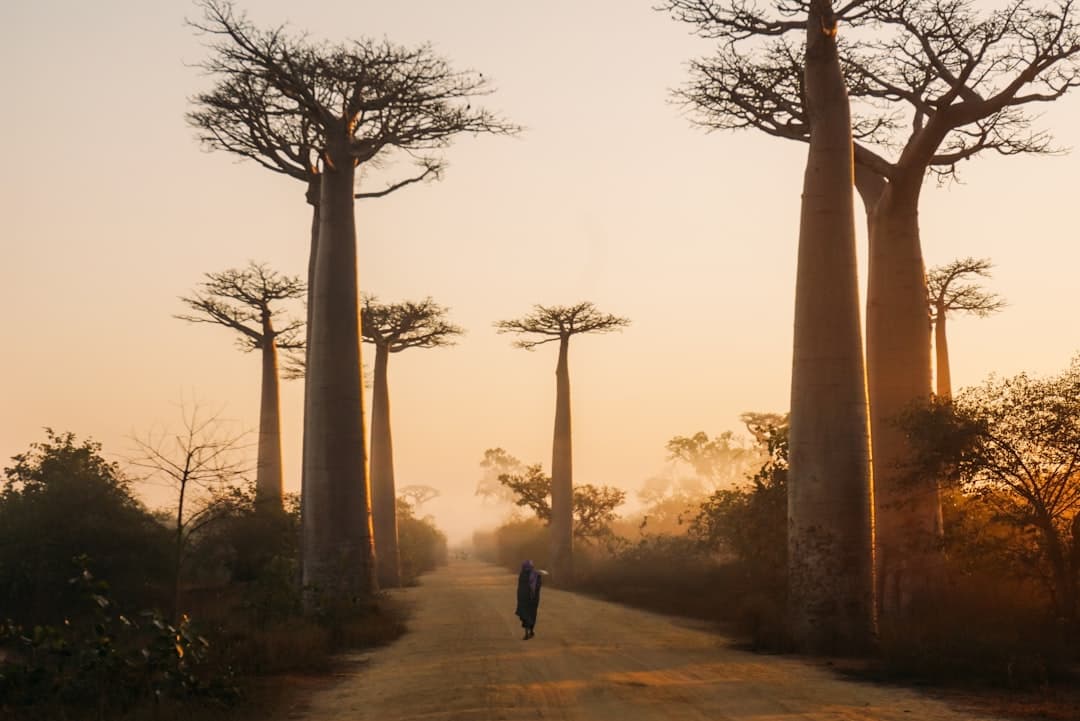 Is Madagascar Good for Safari? 2026 Wildlife, Parks & Value
